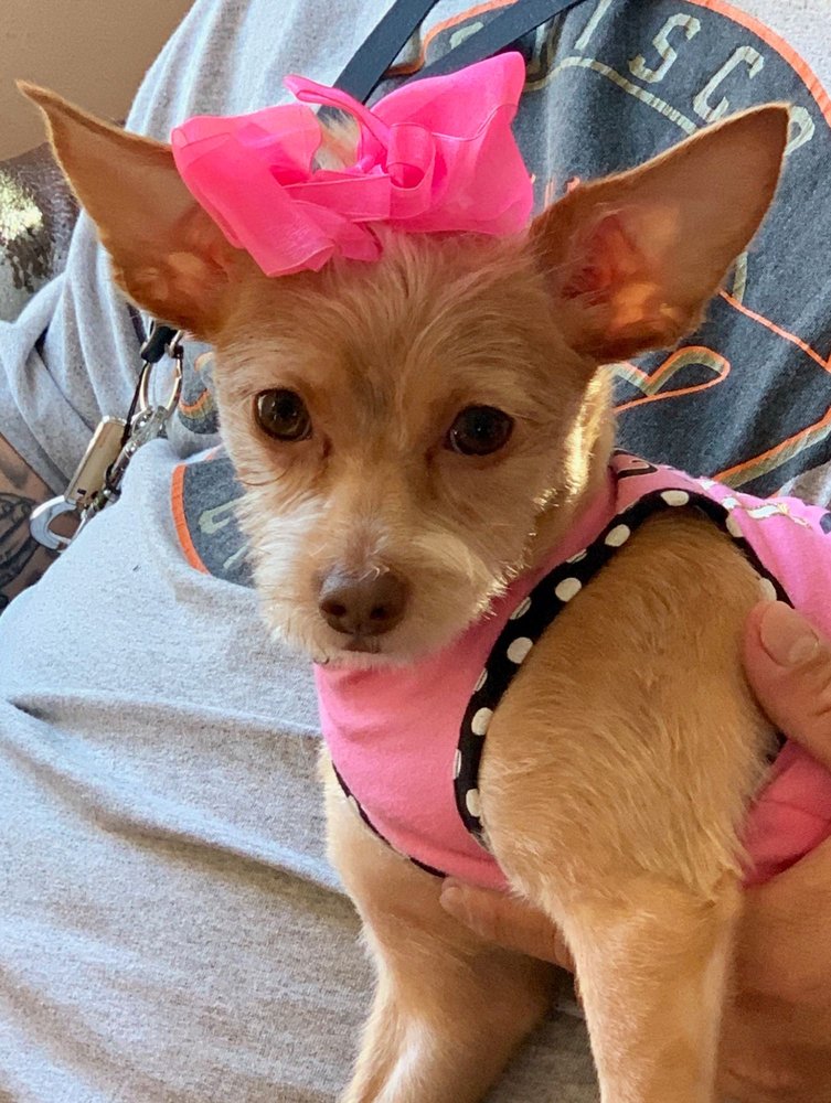 AVENUE PET SALON 38 Photos & 59 Reviews Pet Groomers 1427