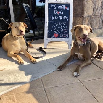 Gold Brew Coffee Bar - We love their dog friendly patio!! - Coffee & Tea Near Me - Glendale, Arizona Gold Brew Coffee Bar - We love their dog friendly patio!! - Coffee & Tea Near Me - Glendale, Arizona