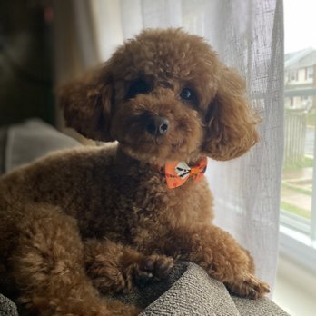 GROOM! Salon - Pet Groomers Near Me - Silver Spring, Maryland