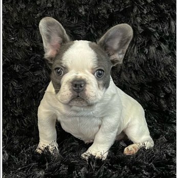 stackable wire rabbit cages