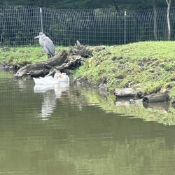 Noble Heart Sanctuary - ducks visiting with our daily visitor petrie   the blue heron