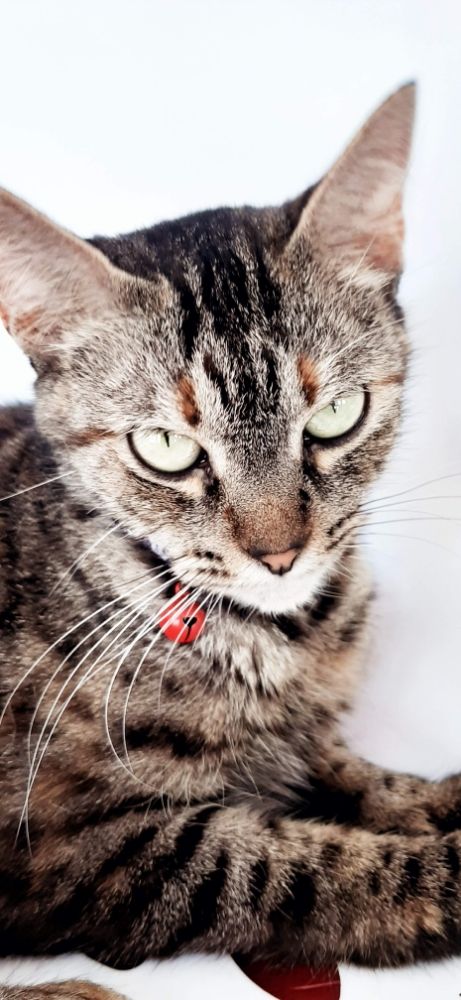 Miss D's Moving & Grooming Image