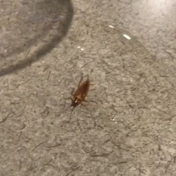 La Poblana Restaurant - Unexpected visitor - Mexican Near Me - La Puente, California La Poblana Restaurant - Unexpected visitor - Mexican Near Me - La Puente, California