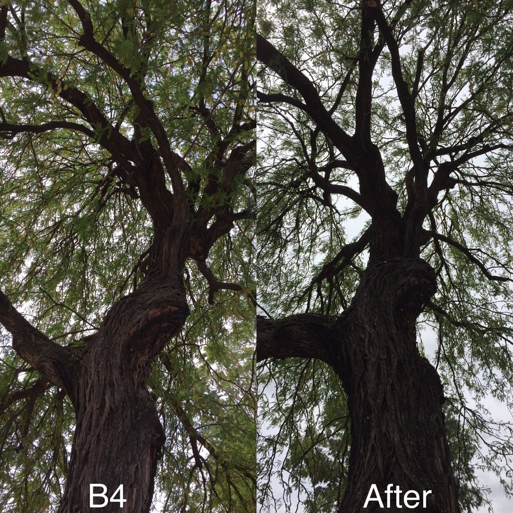 Romeo Tree Service, LLC - tree service in Tucson, AZ