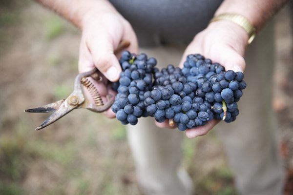 Kramer Vineyards by null