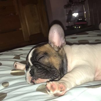 Emma's Pets - Pet Breeders Near Me Emma's Pets - Pet Breeders Near Me
