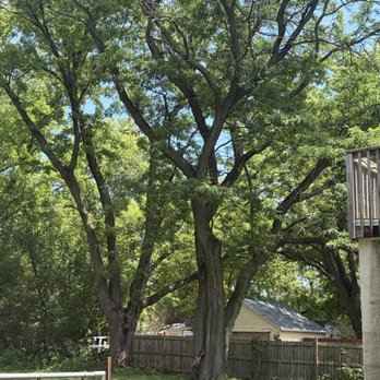 J & S Tree Service - Before removal - Tree Services Near Me J & S Tree Service - Before removal - Tree Services Near Me