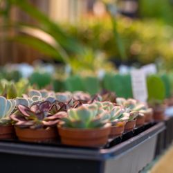 Jung Garden Centers