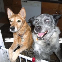 The Cache Valley Pet Hotel - Maddie and Joey (deceased) companions for 15 years. Joey drowned while at Cache Valley Pet Hotel for the 1 hour temperament evaluation.