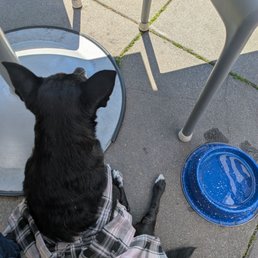 VERY dog friendly!