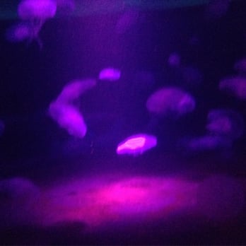 Palma Aquarium - Local Flavor Near Me - Palma de Mallorca, PM