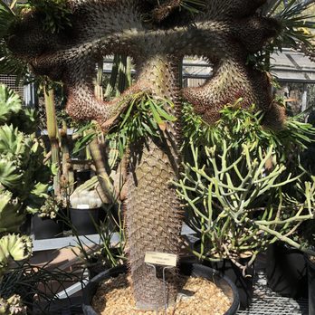 UC Botanical Garden at Berkeley - Huge Cactus shaped like one of those masks from Mardi Gras or Eyes Wide Shut! - Botanical Gardens Near Me - Berkeley, California