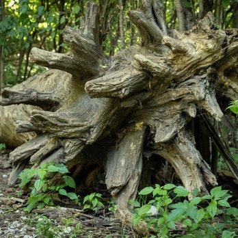 Jester Park Nature Center - Beautiful tree stump. The things I could make out of this....... - Parks Near Me - Granger, Iowa Jester Park Nature Center - Beautiful tree stump. The things I could make out of this....... - Parks Near Me - Granger, Iowa