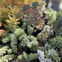 Wine Country Garden Center