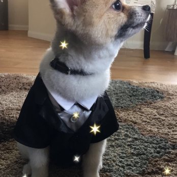 Fantasy Pet Grooming - Pet Groomers Near Me - Missouri City, Texas