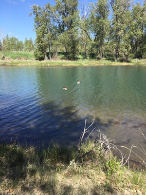 Inglewood Bird Sanctuary by null