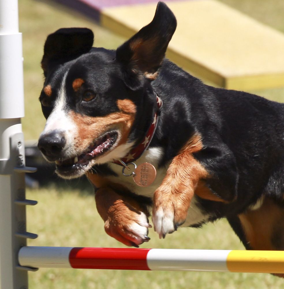 JUMP CITY AGILITY Updated August 2024 Van Nuys, California Pet