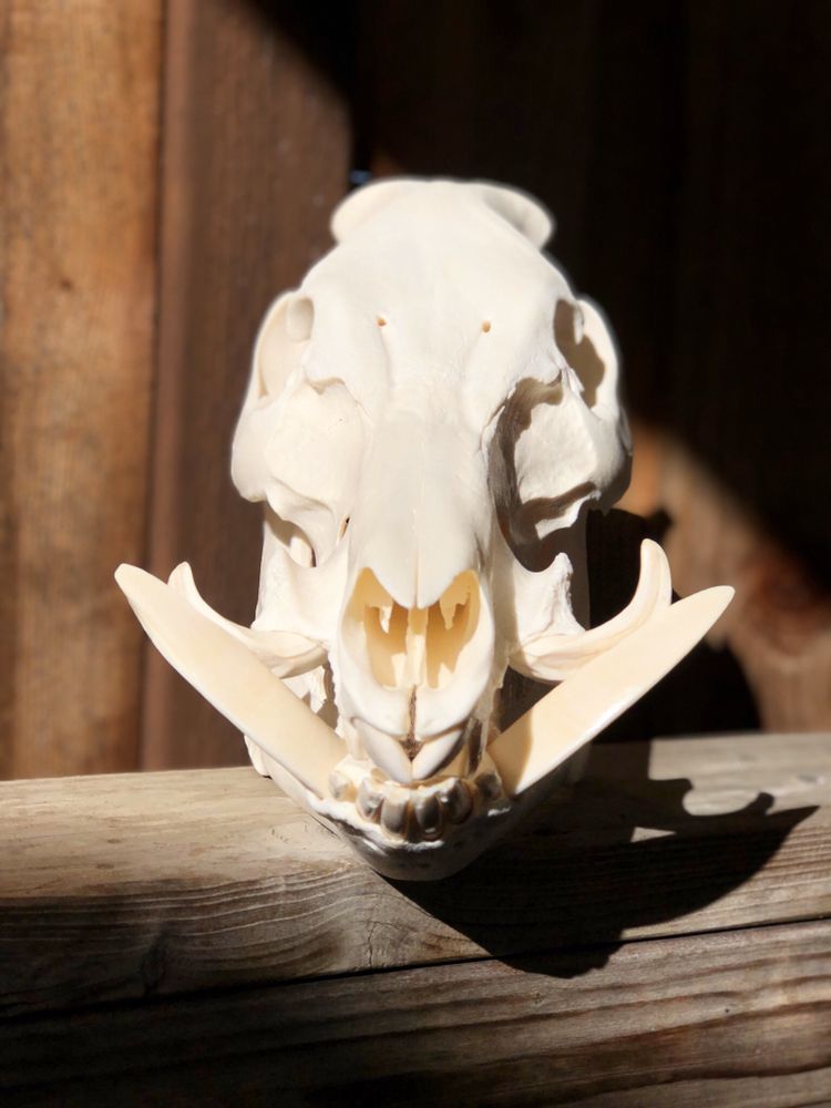 Backcountry Skull Works - taxidermy in Windsor, CA