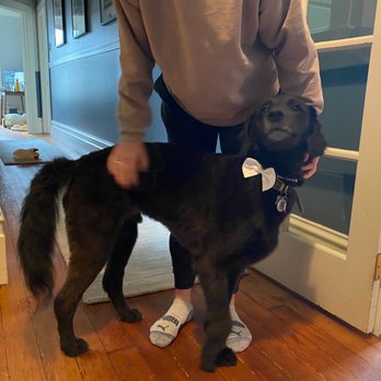 Mobile Pet Grooming Spa - Pet Groomers Near Me Mobile Pet Grooming Spa - Pet Groomers Near Me