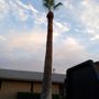 Photo of Garfield Tree Services