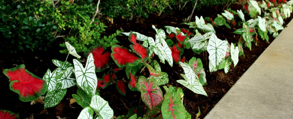 Hall Stewart Lawn and Landscape - tree service in Oklahoma City, OK