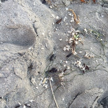 Glass Beach - Isn't this neat? Sand crab shells washed up along the shores. - Beaches Near Me Glass Beach - Isn't this neat? Sand crab shells washed up along the shores. - Beaches Near Me