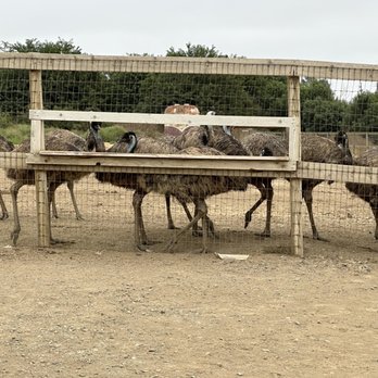 Ostrichland USA - Attraction Farms Near Me - Solvang, California