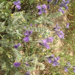 Rademacher Hills Viewshed - The hills are filled with beautiful flowers!