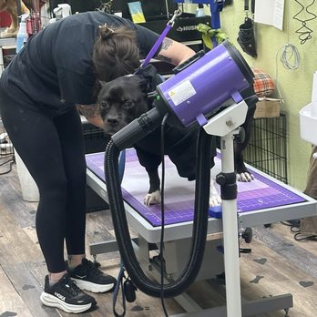 Lucky Penny's Dog Grooming - Pet Groomers Near Me - Antelope, California