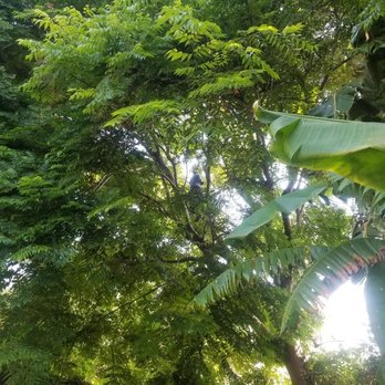 Natural Wonders Trees - Accessing the work - Tree Services Near Me - Canoga Park, California Natural Wonders Trees - Accessing the work - Tree Services Near Me - Canoga Park, California