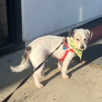 Easy Breezy Pet Groom & Grub - After- Handsome Murray - Pet Stores Near Me - La Mesa, California Easy Breezy Pet Groom & Grub - After- Handsome Murray - Pet Stores Near Me - La Mesa, California