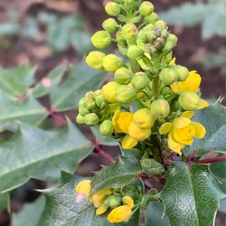 Dracena Quarry Park - Flower, I know not what kind, on a pretty holly like plant.
