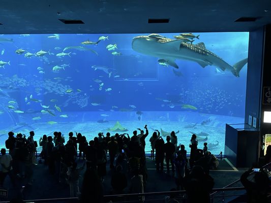 Okinawa Churaumi Aquarium by null