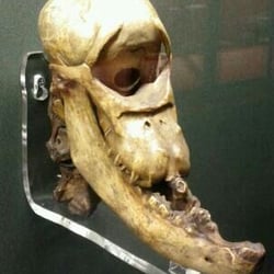 Macleay Museum - One eyed horse skull.