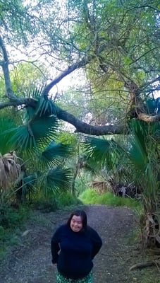 Sabal Palm Sanctuary by null