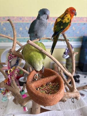 BIRDMAN'S PARROTS by null