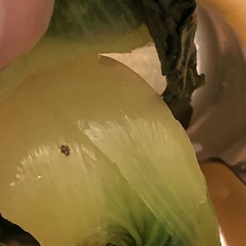 Ginger Café - Another dead bug on the bok Choy - Chinese Near Me - Sunnyvale, California