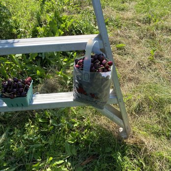 Westview Orchards & Winery - Cherries fresh off the tree - Fruits & Veggies Near Me - Washington, Michigan Westview Orchards & Winery - Cherries fresh off the tree - Fruits & Veggies Near Me - Washington, Michigan