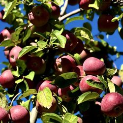 Longmeadow Farm - Apples