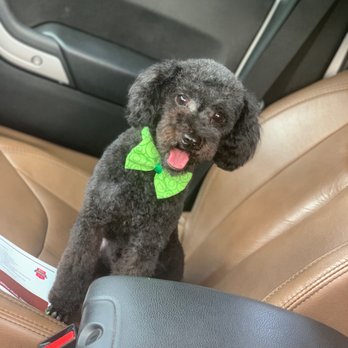 Prestonwood Kennels Pet Resort - After - Pet Sitting Near Me - Houston, Texas Prestonwood Kennels Pet Resort - After - Pet Sitting Near Me - Houston, Texas
