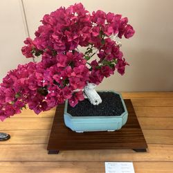 Phoenix Bonsai Society