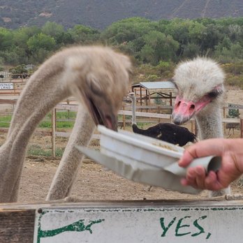 Ostrichland USA - Let's eat. - Attraction Farms Near Me - Solvang, California Ostrichland USA - Let's eat. - Attraction Farms Near Me - Solvang, California