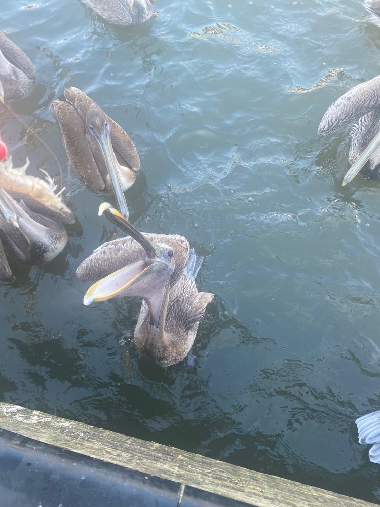 LAKE CATHERINE ISLAND MARINA 47 Photos 26204 Chef Menteur Hwy, New