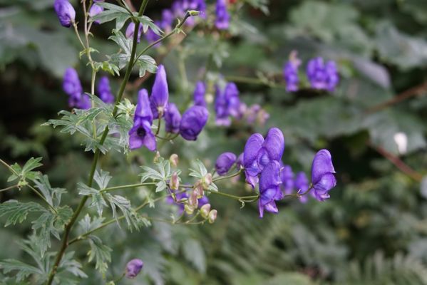 Bishop’s and Earl's Palaces by null