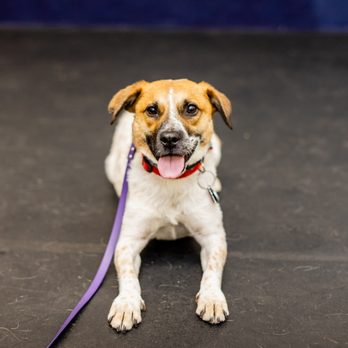 Alpha Dog K9 Training - Pet Training Near Me - Medway, Massachusetts Alpha Dog K9 Training - Pet Training Near Me - Medway, Massachusetts