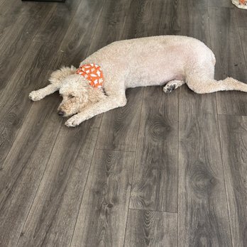 Doggie Grooming Styles - Pet Groomers Near Me - Los Gatos, California