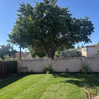 Prodigy Works Tree Service - Landscaping Near Me Prodigy Works Tree Service - Landscaping Near Me