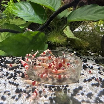 Exploratorium - The shrimp are so cute! - Venues & Event Spaces Near Me - San Francisco, California Exploratorium - The shrimp are so cute! - Venues & Event Spaces Near Me - San Francisco, California