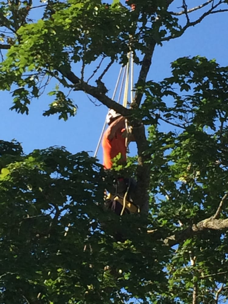 MOUNTAIN ARBORISTS TREE SERVICE Updated September 2024