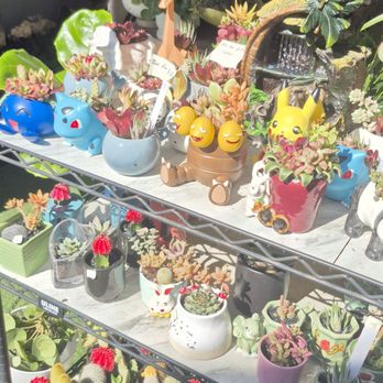 Dewy Flowers - Plants - Nurseries & Gardening Near Me - Los Angeles, California Dewy Flowers - Plants - Nurseries & Gardening Near Me - Los Angeles, California
